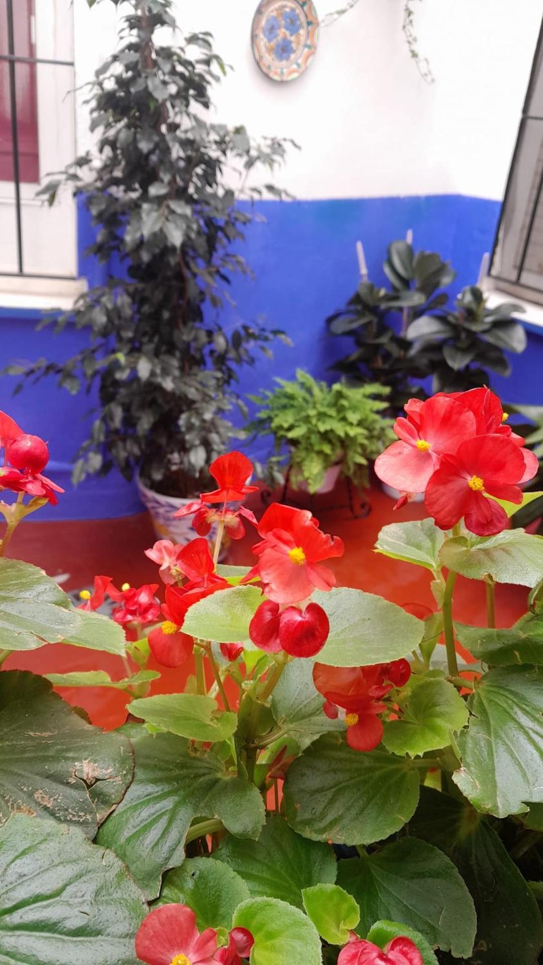 Puerta Sevilla Parking Gratis Cordoba Dış mekan fotoğraf